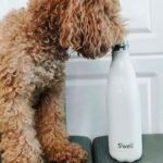 swellbottle40